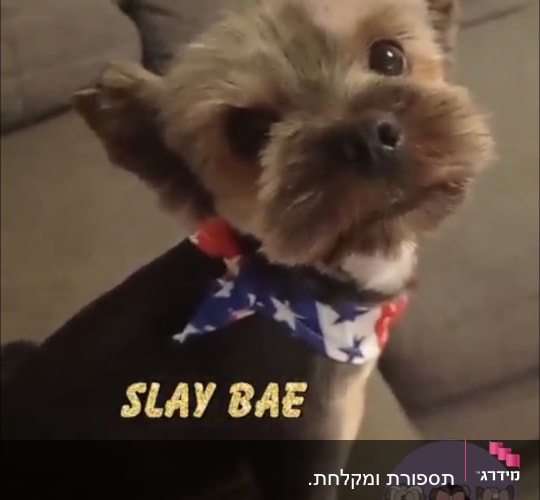 כלב עם צעיף צבעוני לאחר תספורת